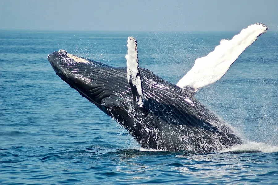 When and How to Spot Blue Whales in Mirissa & Weligama